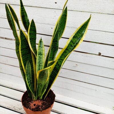 Сансевиера Лауренти (Sansevieria trifasciata 'Laurentii')