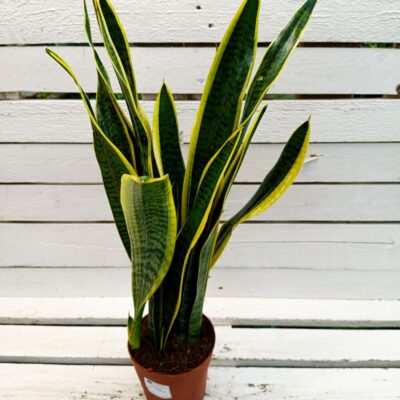 САНСЕВИЕРА ЛАУРЕНТИ (SANSEVIERIA TRIFASCIATA ‘LAURENTII’)