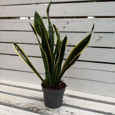 САНСЕВИЕРА ЛАУРЕНТИ (SANSEVIERIA TRIFASCIATA ‘LAURENTII’)