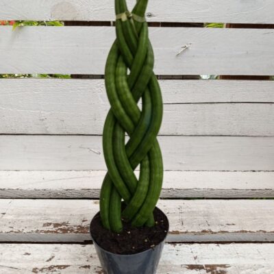 Сансевиера Цилиндрика Плитка / Sansevieria Braid
