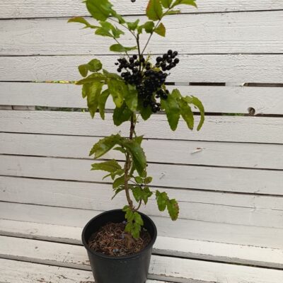 Махония аквафолиум / Mahonia aquaifolium