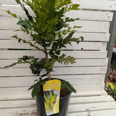 Махония "Charity" / Mahonia x media "Charity