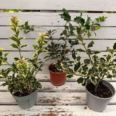 Илекс аквафолиум / Ilex aquifolium / класически вечнозелен падуб