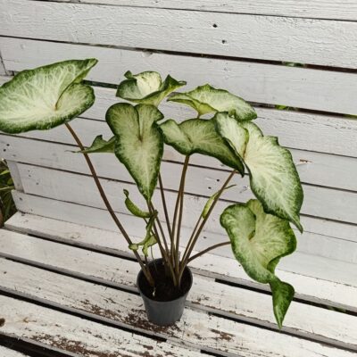Caladium White Wings — Каладиум „White Wings“