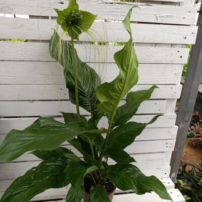 Черна така / (Tacca chantrieri) / Цвете "прилеп" / Черна лилия