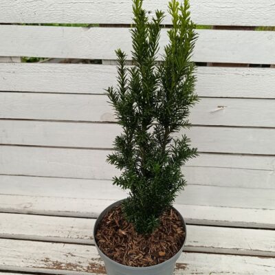 Тис (Taxus baccata)