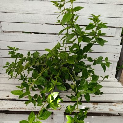 Вибурнум тинус (Viburnum tinus)
