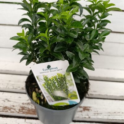 Euonymus japonicus ‘Green Spire’ – Евонимус ‘Green Spire’