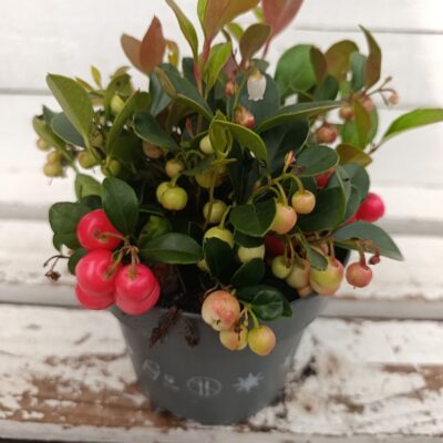 Gaultheria ‘Big Berry’ – Галтерия ‘Big Berry’
